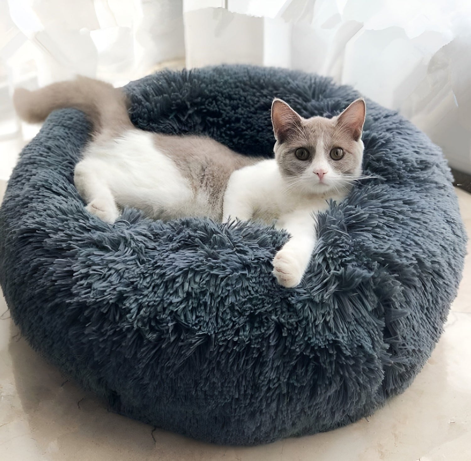 Pet Supplies