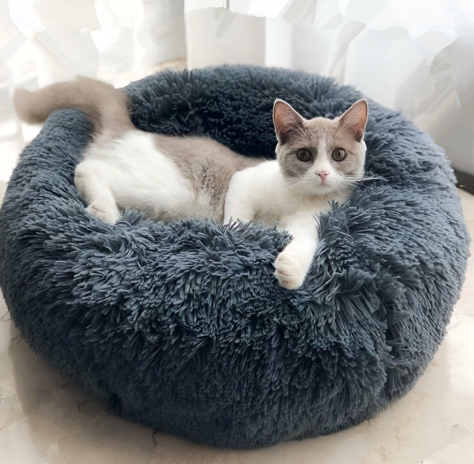 Pet Supplies